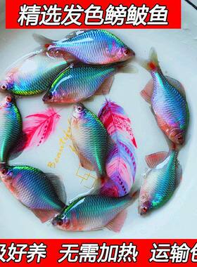 旁皮鱼鳑鲏鱼斗鱼七彩冷水淡水鱼除藻鱼原生鱼好养清道夫群游金鱼