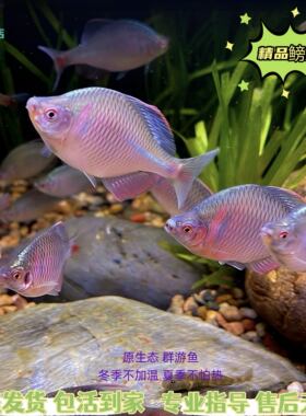 可混养鳑鲏观赏好养耐活群游鱼原生广东溪流齐氏鱊冷水小型淡水鱼