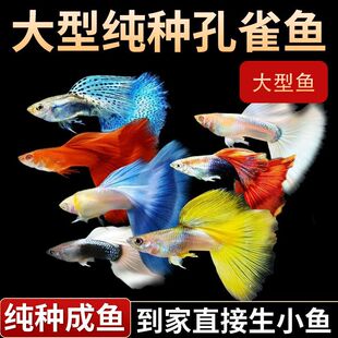 小型鱼好活好养好繁殖新手多品种混发【免打氧】孔雀鱼观赏鱼