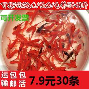 草金鱼活鱼观赏鱼红草金鱼龟食龙鱼锦鲤鱼冷水鱼金鱼苗活鱼小金a6