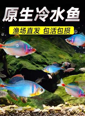 方氏鳑鲏鱼发色新手推荐冷水鱼清洁鱼淡水养小型观赏鱼七彩旁皮鱼