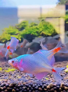 原生广东溪流齐氏旁皮群游冷水小型淡水鱼稀有鳑鲏观赏鱼好养耐活