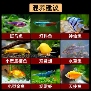 火烧云孔雀鱼纯种精品凤尾观赏鱼胎生小型热带好养耐活淡水热带鱼
