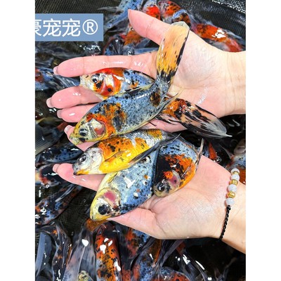 沐豪宠宠兰花草金鱼小红草兰花草金鱼耐活冷水鱼锦鲤小锦鲫观赏a1