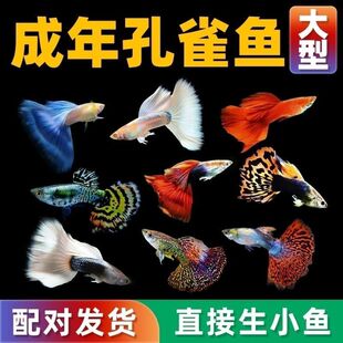 品种孔雀鱼小型鱼孕公母淡水鱼观赏鱼苗凤尾热带鱼小鱼金鱼杂袍