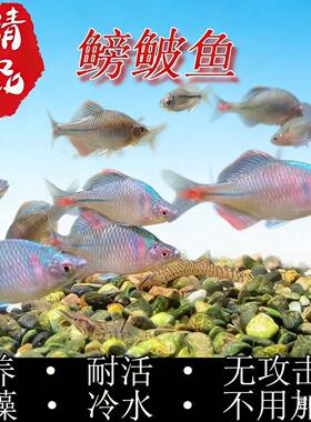 漳州齐氏鱊鳑鲏群游原生鱼溪流缸除藻冷水淡水鱼观赏鱼旁皮鳑鲏鱼