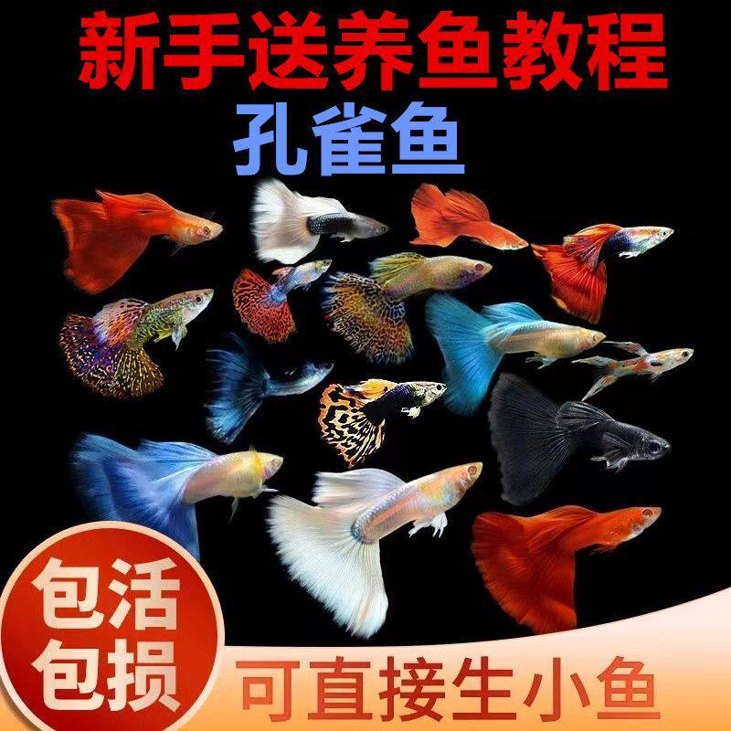 全红孔雀鱼可繁殖种鱼成鱼胎生鱼斑马鱼天使鱼观赏鱼孵化器热带鱼