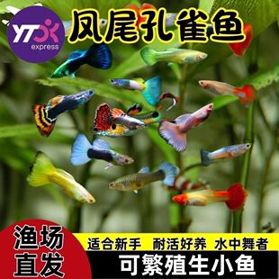 孔雀鱼品种小型鱼孕公母淡水鱼观赏鱼苗凤尾热带鱼小鱼金鱼杂袍