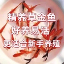 冷水淡水观赏鱼大红草金红白草金长尾好养耐活大尾巴小金鱼活鱼a9