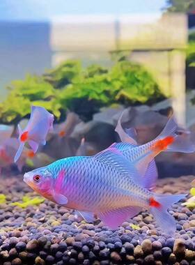 鳑鲏鱼活体群游中底层好养冷水原生观赏鱼小型淡水溪流石斑光唇鱼