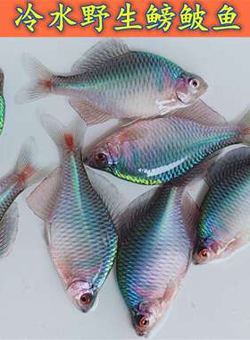 七彩鳑鲏鱼观赏鱼淡水成鱼渔场直销加氧运输群居冷水鱼新手入门鱼