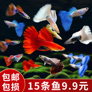 小型热带鱼活体淡水好养观赏小鱼低价孔雀鱼孕母大号品种观赏鱼