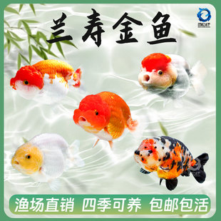 兰寿金鱼包活小型淡水冷水好养纯种国粹泰狮活鱼鹤顶红锦鲤观赏a3