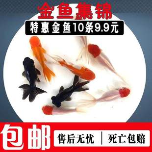 好养易活金鱼活鱼草金鱼活体小型冷水淡水观赏鱼龙鱼乌龟活体饲a9