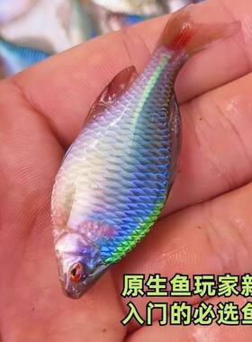 冷水七彩高体鳑鲏鱼除藻淡水鱼小型温和群游观赏鱼好养耐活原生鱼