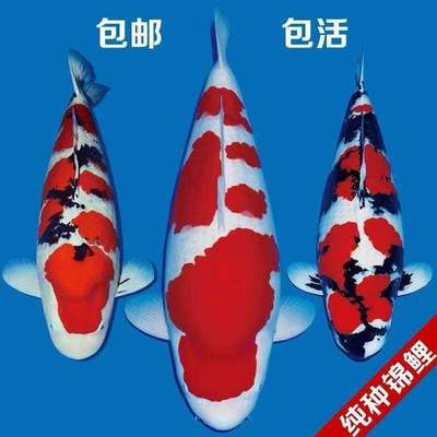 精品锦鲤鱼纯种庭院养大鱼观赏鱼红白大正三色火鲤冷水淡水鱼好a9