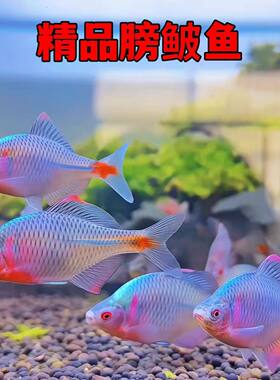 新手养好养淡水原生除藻淡水鱼观赏七彩鳑鲏高体旁皮鱼冷水鱼小鱼