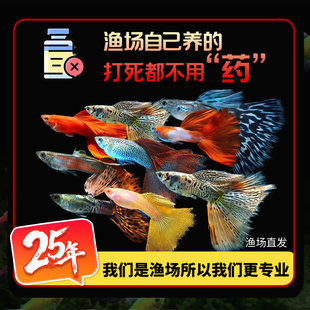 小鱼活耐观赏鱼全红黄礼服天空蓝孔雀鱼繁殖孕母鱼精品孔雀鱼好养