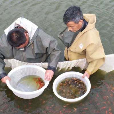冷水观赏鱼日本锦鲤鱼活鱼纯种好养耐活大正三色红白小鱼苗金鱼a6