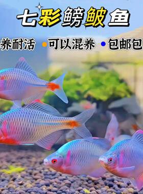 广东齐氏鱊原生鳑鲏鱼溪流缸群养耐活淡水冷水旁皮小型观赏鱼活物