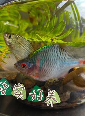 原生鱼红边鳑鲏鱼旁皮鱼原生冷水鱼溪流鱼群游好养易活淡水观赏鱼
