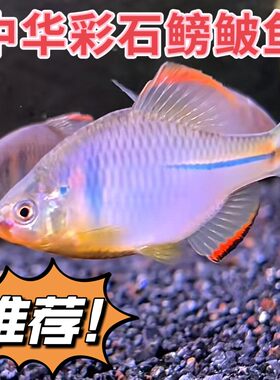 广东鳑鲏鱼观赏鱼冷水鱼吃藻鱼原生齐氏旁皮活体小型淡水鱼好养活