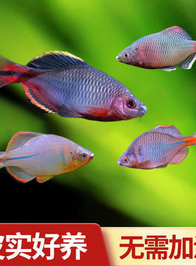鳑鲏鱼观赏鱼七彩高体旁皮鱼原生冷水观赏鱼除藻淡水鱼观赏小鱼