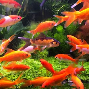 草金鱼泡泡鱼小金鱼练手鱼龙鱼鱼食冷水鱼观赏鱼草金鱼红鲫鱼a8