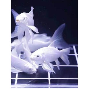 白金锦鲤纯白龙凤锦鲤鱼白蝴蝶鲤鱼长尾短尾风水鱼冷水观赏鱼普a2