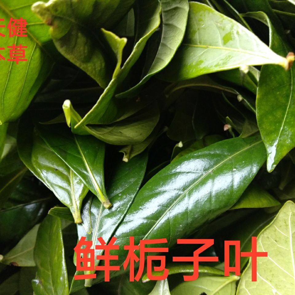 栀子叶叶面,栀子叶叶子_大山谷图库
