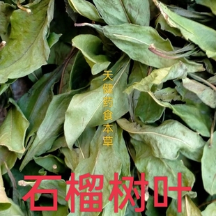 石榴树叶中药中国石榴叶非番石榴石榴根醋石榴根酸榴根石榴花树皮