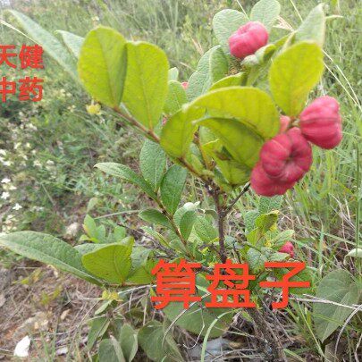 算盘子中药野南瓜柿子椒算盘珠馒头果血木瓜金瓜金骨风干货250克