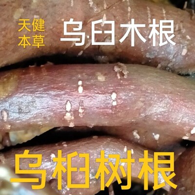 乌桕根中药材乌臼根皮卷子根