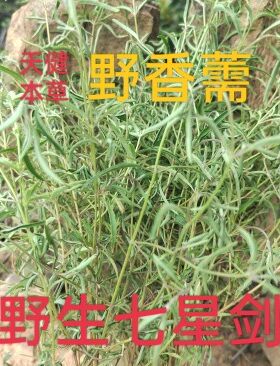 细叶七星剑中药香薷星色草