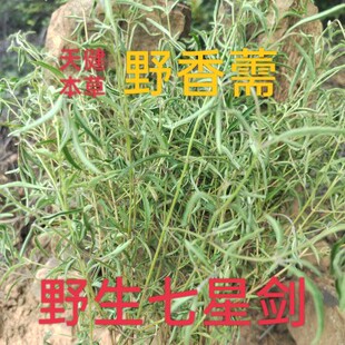 细叶七星剑中药香薷星色草芥兰香草痱子草小叶荠薴小花石荠宁