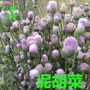 泥胡菜中药糯米菜苦马菜石灰菜猫骨头剪刀草苦荬菜新鲜干货500克