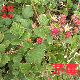 野生茅莓茎叶中药茅莓根薅田藨根三月泡天青地白草红梅消虎波草
