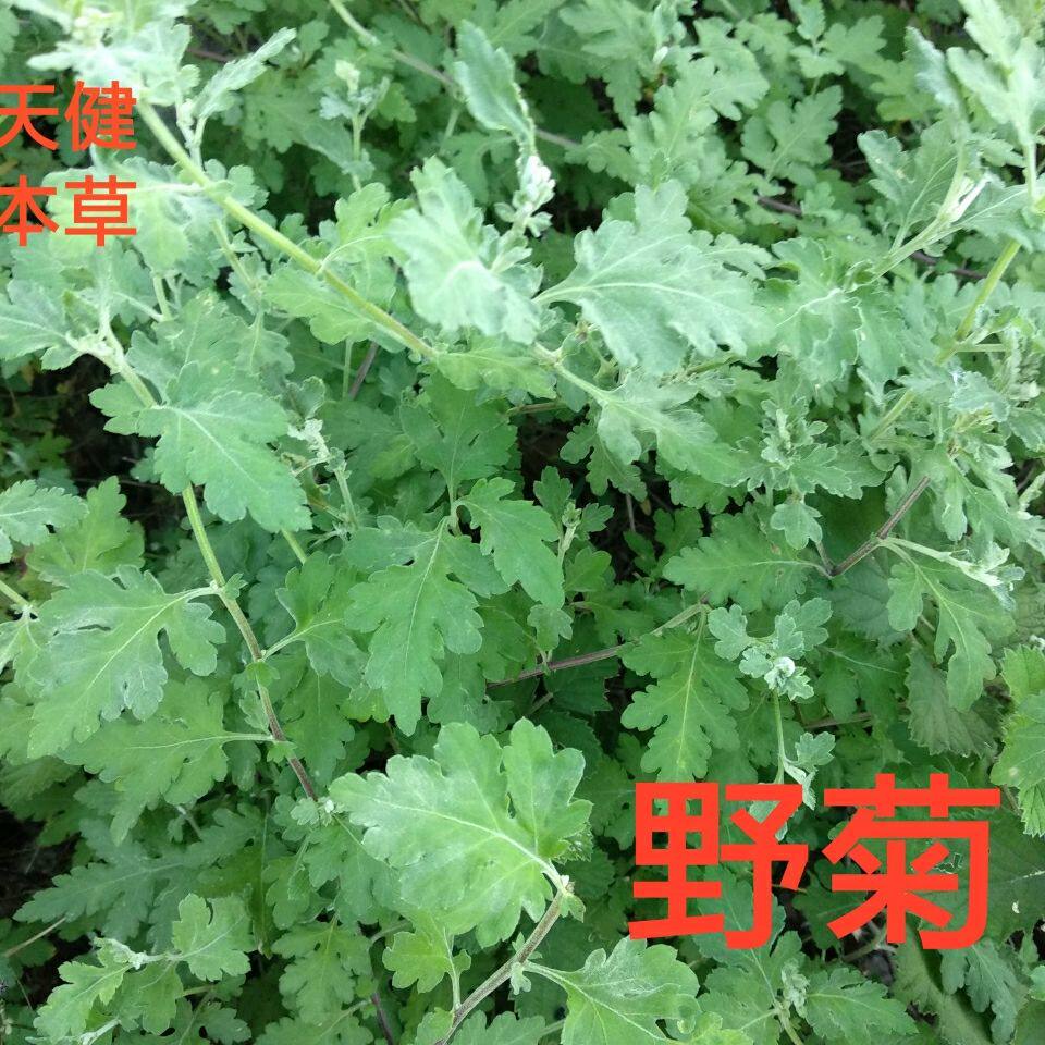 野菊中药材野菊花土菊花草菊苦薏野山菊路边菊野黄菊新鲜干货包邮