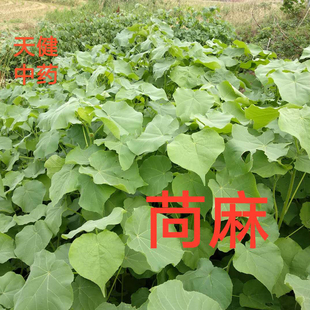 苘麻全草中药材苘麻苘麻叶磨盘草500克新鲜干货包邮