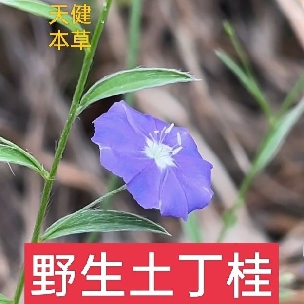 土丁桂野生中药材银丝草银丝草毛棘草过饥草鹿含草白花草泻痢草