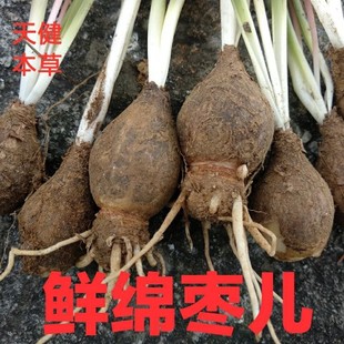 绵枣儿中药地枣石枣棉枣河南天蒜地兰催生草药蒜老鸦葱独叶一枝枪