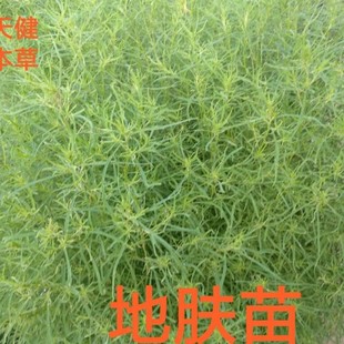 野生地肤苗正宗中药材扫帚苗地肤子苗地肤茎叶全草500克新鲜干货