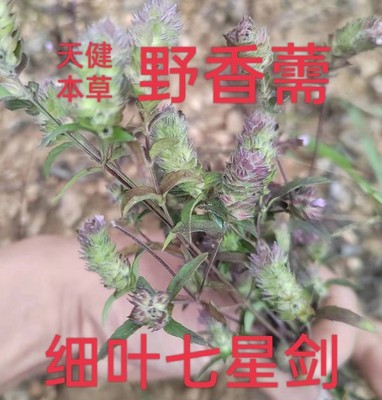 细叶七星剑中药香薷星色草