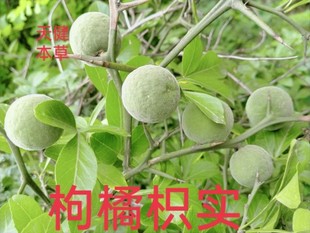 枳实中药材绿衣枳实枸橘枳实枳壳新鲜干货250克包邮