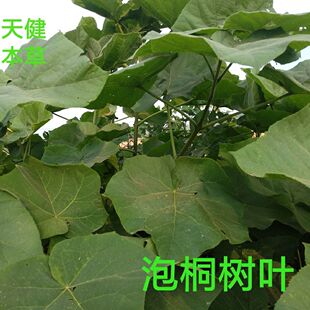 野生白桐叶中药材桐叶泡桐叶泡桐果泡桐树皮桐皮泡桐根皮干货包邮