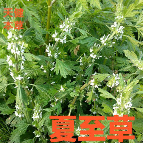 夏至草中药小益母草假益母草白花夏枯草灯笼棵风轮草干货