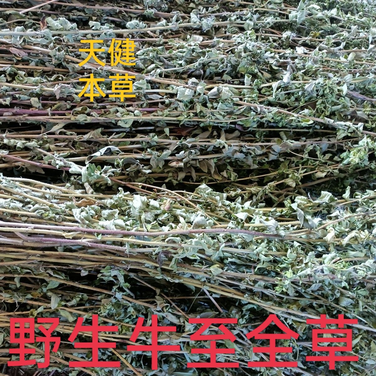 野生牛至正宗中药材香炉草香龙茶香薷草香浓茶山薄荷茵陈满坡香