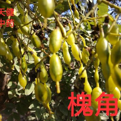 槐角中药槐实槐子槐荚槐豆槐连灯九连灯天豆槐连豆新鲜干货500克