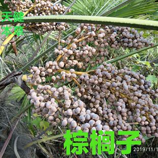 棕榈子中药材棕榈树花败棕子棕树果500克新鲜干货包邮