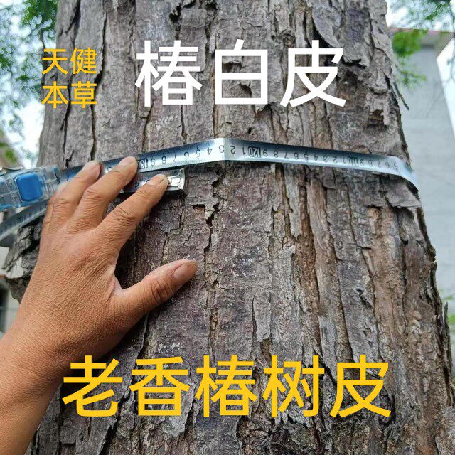 香椿树皮中药材椿白皮香椿皮椿木皮椿根椿根白皮香椿木皮新鲜干货
